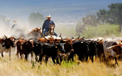 Navigating the Herd: Risk Management and Insurance Strategies for Oklahoma Cattlemen